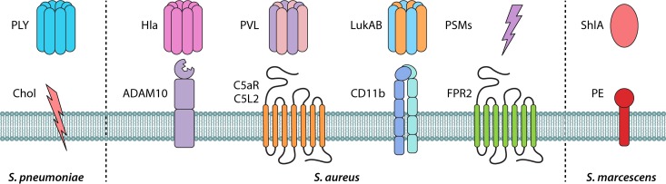 FIG 1