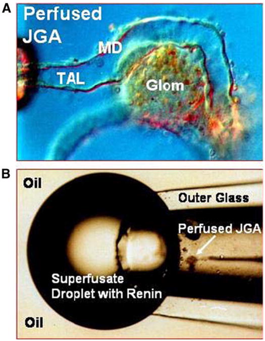 Fig. 2
