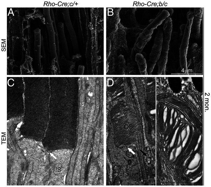 Fig. 11.