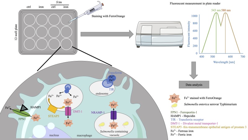 graphic file with name BioProtoc-14-3-4929-ga001.jpg