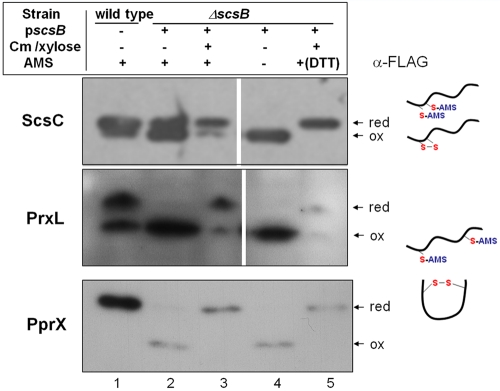 FIG 3 