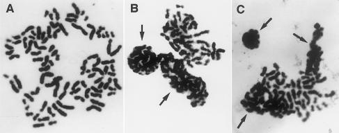 Figure  2 