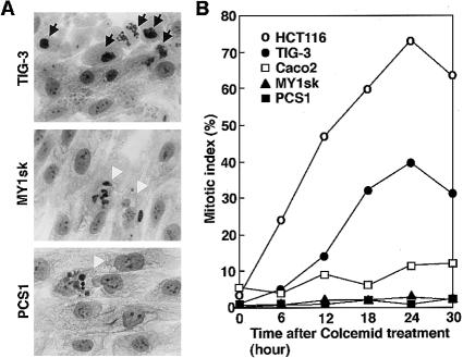 Figure  1 