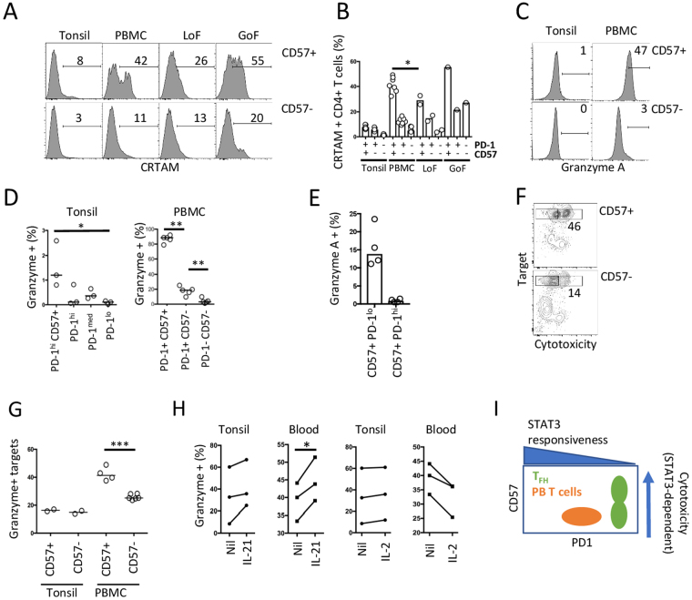 STAT3 regulates cytotoxicity of human CD57+ CD4+ T cells in blood and ...