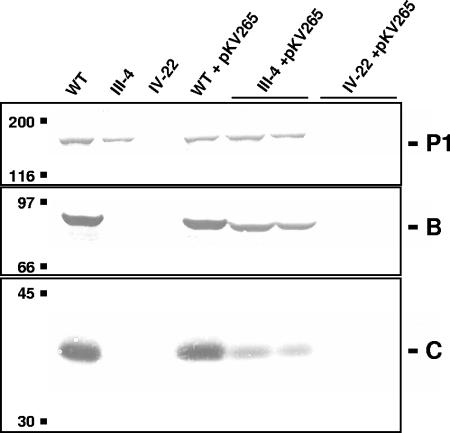 FIG. 5.