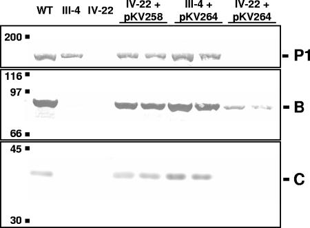 FIG. 3.