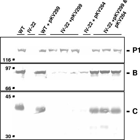 FIG. 4.