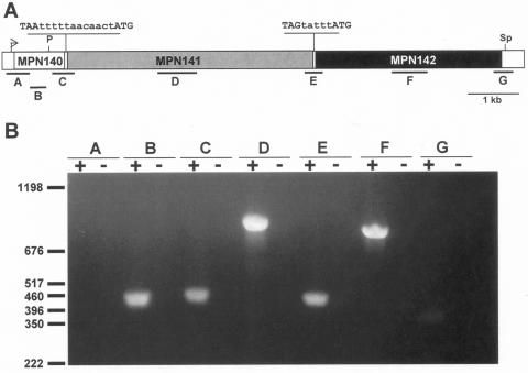 FIG. 1.