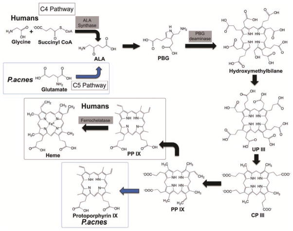 Fig. (1)