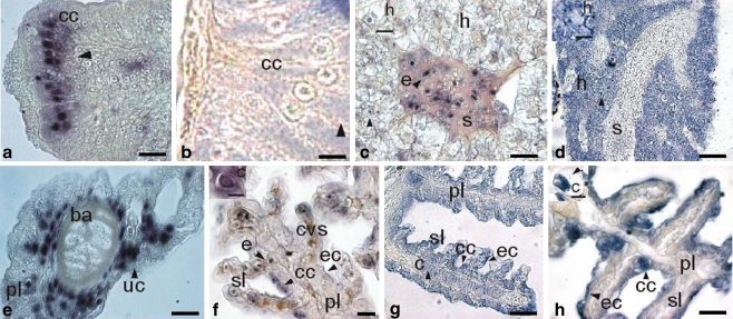 Fig. 2