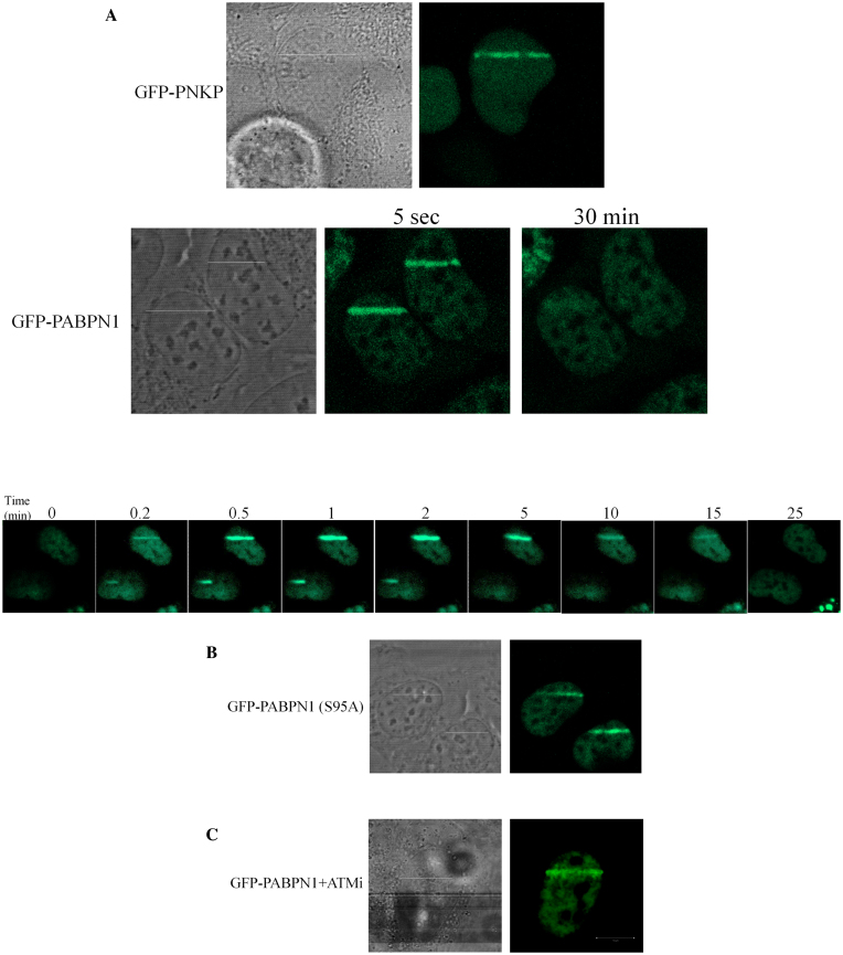 Figure 6.