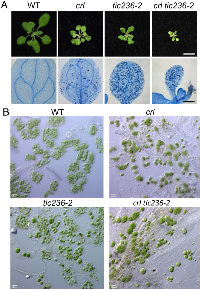 Fig. 2.