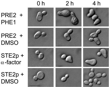 FIG. 4.