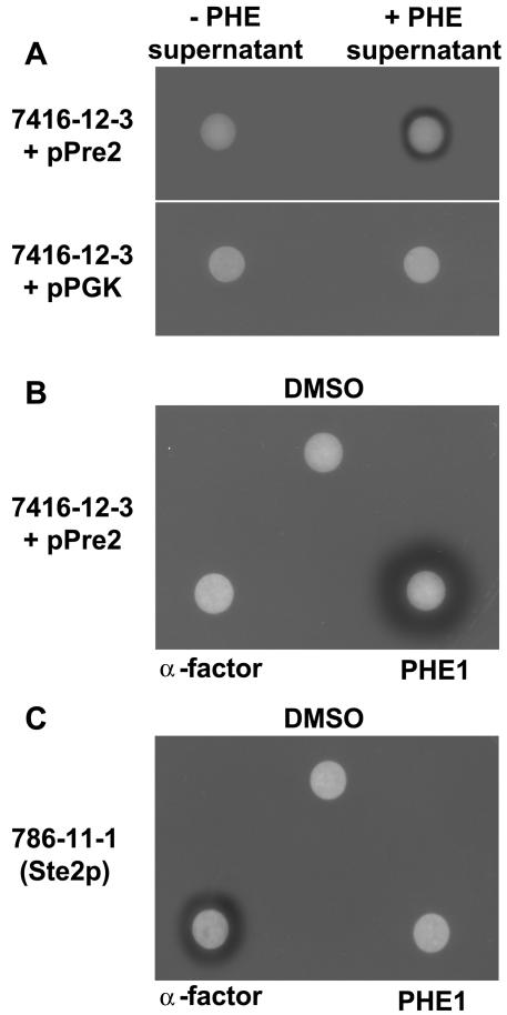 FIG. 2.