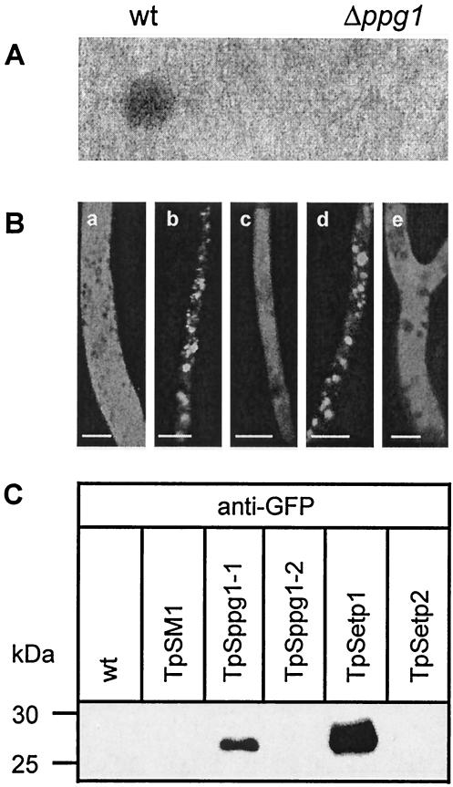 FIG. 6.