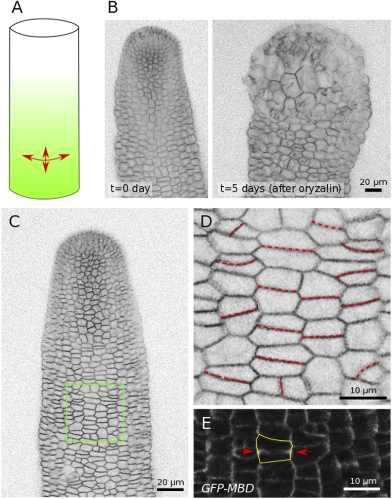 Fig. S9.