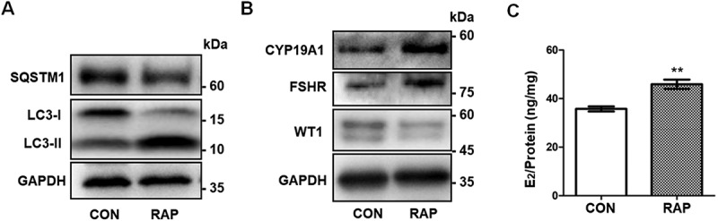 Figure 7.