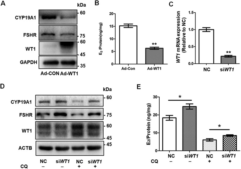 Figure 5.