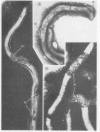 98