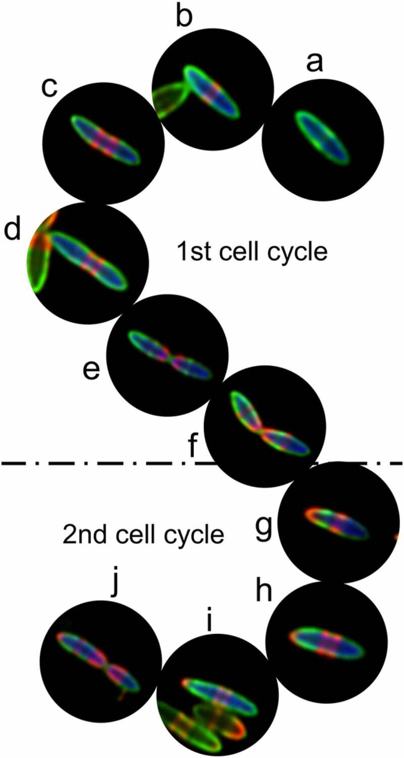 Figure 4.