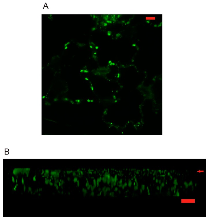 Figure 7