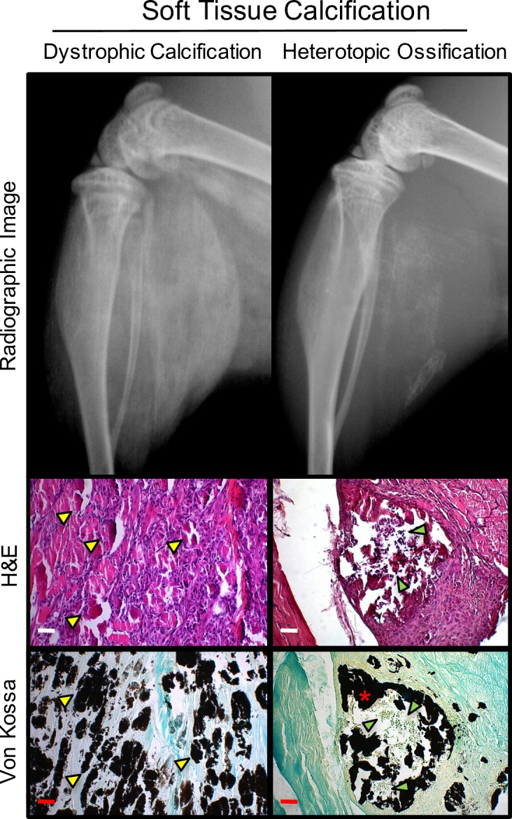 Fig 5