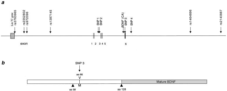 Figure  1