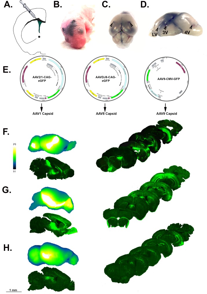 Cellular selectivity of AAV serotypes for gene delivery in neurons and ...