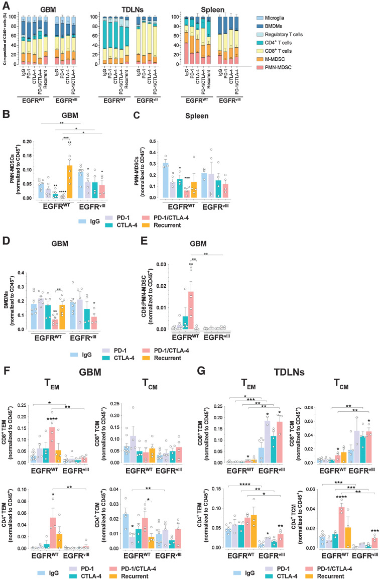 Figure 4. Changes in PMN-MDSCs and BMDMs parallels checkpoint blockade efficiency. A, Flow cytometry of the indicated immune cells in GBMs, TDLNs, and spleens of mice treated as indicated. EGFR-WT n = 10, 7, 6, 8 and EGFRvIII n = 9, 4, 4, 5 for IgG, PD-1, CTLA-4, and PD-1/CTLA-4 checkpoint blockade, respectively and n = 6 for recurrent EGFR-WT. B–D, Flow cytometry of PMN-MDSCs and BMDMs from GBM and spleen of mice treated as indicated. E, Ratio of CD8:PMN-MDSCs from GBMs treated as indicated. F and G, Flow cytometry of relative CD8+ and CD4+ TEM and TCM cell subset from GBM (F) and TDLNs (G) tissues of mice treated as indicated. Nonbracketed comparisons with IgG controls (B–G). Mean ± SEM of biological replicates (*, P < 0.05; **, P < 0.01; ***, P < 0.001; ****, P < 0.0001; unpaired t test, two-tailed).