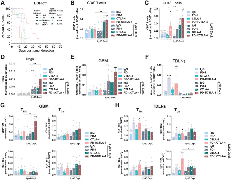 Figure 5. PMN-MDSCs depletion sensitizes EGFR-driven GBMs to PD-1/CTLA-4 checkpoint blockade treatments. A, Kaplan–Meier analysis of EGFRvIII GBM mice treated as indicated. P values log-rank (Mantel–Cox) test. B–D, Relative numbers of CD8+ (B), CD4+ (C), and (D) regulatory T cells. E–H, Relative numbers of Granzyme B+ CD8+ T cells in GBMs (E) and TDLNs (F) and CD8+ and CD4+ T-cell subset from GBMs (G) and TDLNs (H) of PMN-MDSC (anti-Ly6G) depleted EGFRvIII mice treated as indicated. Nonbracketed comparisons with IgG controls (B–-H). Mean ± SEM of biological replicates (*, P < 0.05; **, P < 0.01; ***, P < 0.001; ****, P < 0.0001; unpaired t test, two-tailed).