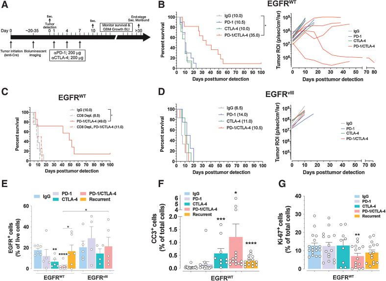 Figure 3. Combination PD-1/CTLA-4 checkpoint blockade promotes CD8+ T-cell–dependent therapeutic response in EGFR-WT but not in EGFRvIII GBM. A, Treatment scheme of GBM mice. B, Left, Kaplan–Meier analysis of EGFR-WT GBM mice treated with indicated antibodies. Median survival (ms) in days. *, P = 0.0158, log-rank (Mantel–Cox) test. Right, BLI outputs over time of a subset of mice from left. C, Kaplan–Meier analysis of EGFR-WT mice treated with indicated antibodies. *, P = 0.0001, log-rank (Mantel–Cox) test. D, Left, Kaplan–Meier analysis of EGFRvIII GBM mice treated with indicated antibodies. Right, BLI outputs over time of a subset of mice from left. E, Flow cytometry of relative amounts of EGFR+ tumor cells in GBMs. Unbracketed; compared with IgG control. F and G, Relative levels of cleaved caspase 3 (CC3; F) and Ki-67 proliferative index (G) on GBM tissue from the indicated treatments. n = 3 GBMs and >3 serial sections stained for CC3 or Ki-67. Mean ± SEM of biological replicates (*, P < 0.05; **, P < 0.01; ***, P < 0.001; ****, P < 0.0001; unpaired t test, two-tailed).