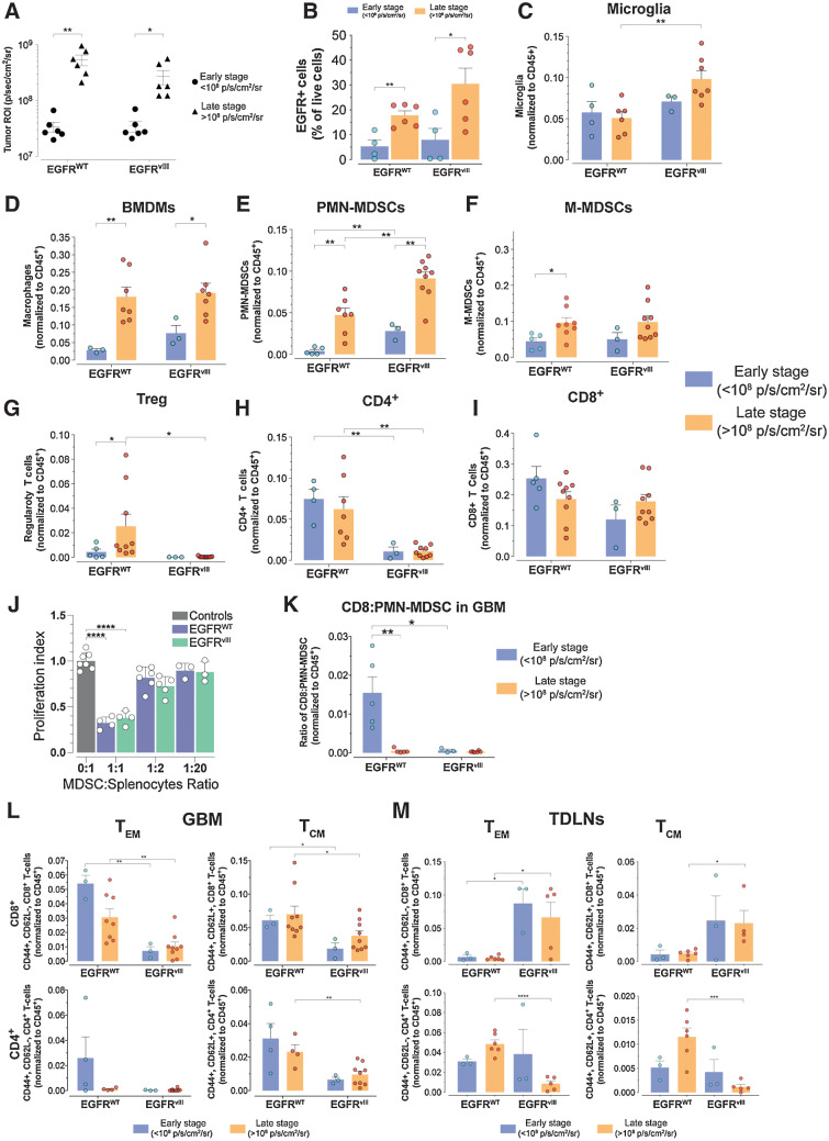 Figure 2. Distinct immune profile evolution of EGFR-WT and EGFRvIII GBMs during progression. A, BLI of GBMs at early- and late-stage tumor progression. n = 6 each EGFR-WT and EGFRvIII early and late stage. B, Relative number of EGFR+ GBM cells during early- and late-stage tumor progression. n = 4,6 and 4,6 for EGFR-WT early and late stage and EGFRvIII early and late stage, respectively. C–I, Flow cytometry longitudinal assessment of the indicated cell types during early- and late-stage tumor progression. J, Suppression of proliferation of T cells by MDSCs isolated from EGFR-WT and EGFRvIII GBM bearing mice. n = 4 for each control, EGFR-WT, and EGFRvIII mice. K, Ratio of CD8:PMN-MDSC from early- and late-stage GBMs. L, and M, Flow cytometry analysis of relative CD8+ and CD4+ TEM and TCM cell subset from GBM (L) and TDLNs (M) tissues of early- and late-stage GBMs. All data are mean ± SEM of biological replicates (*, P < 0.05; **, P < 0.01; ***, P < 0.001; ****, P < 0.0001; unpaired t test, two-tailed).