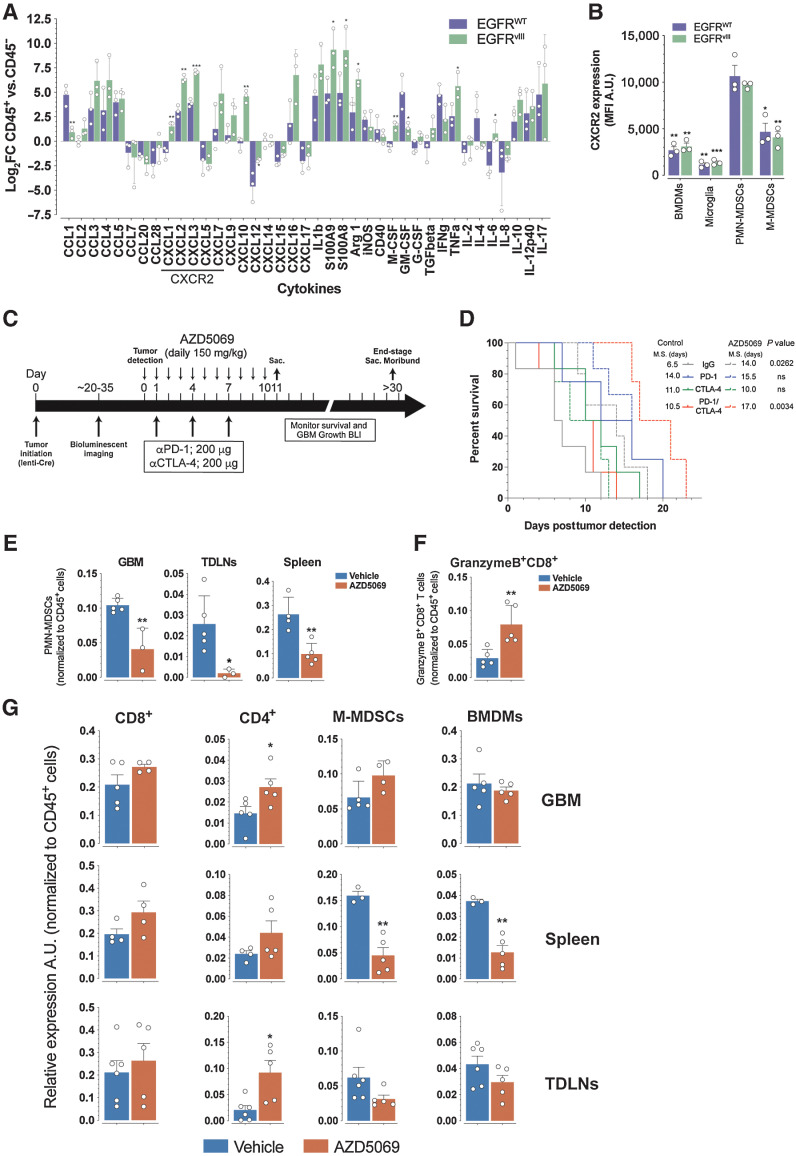 Figure 6. EGFR WT and EGFRvIII GBMs have distinct cytokine profiles. A, Log2 fold change (FC) of CD45+/CD45− ratio from qRT PCR of the indicated cytokines from flow-sorted CD45+ and CD45– GBMs. B, Expression (mean fluorescent intensity MFI) of CXCR2 on the indicated cell types from GBMs. Comparisons of BMDMs, microglia, and M-MDSCs are to PMN-MDSCs. C, AZD5069 treatment schema of EGFRvIII mice. D, Kaplan–Meier analysis of EGFRvIII GBM mice treated with indicated treatments with or without AZD5069. M.S., median survival. P values log-rank (Mantel–Cox) test. E, Quantification of PMN-MDSCs in GBM, spleen, and TDLNs. F, Quantification of GranzymeB+CD8+ T cells in GBMs of control and AZD5069-treated mice. G, Quantification of the indicated cell types in GBM, spleen, and TDLNs from control and AZD5069 treated mice. Data are mean ± SEM of biological replicates (*, P < 0.05; **, P < 0.01; ***, P < 0.001; ****, P < 0.0001; unpaired t test, two-tailed).