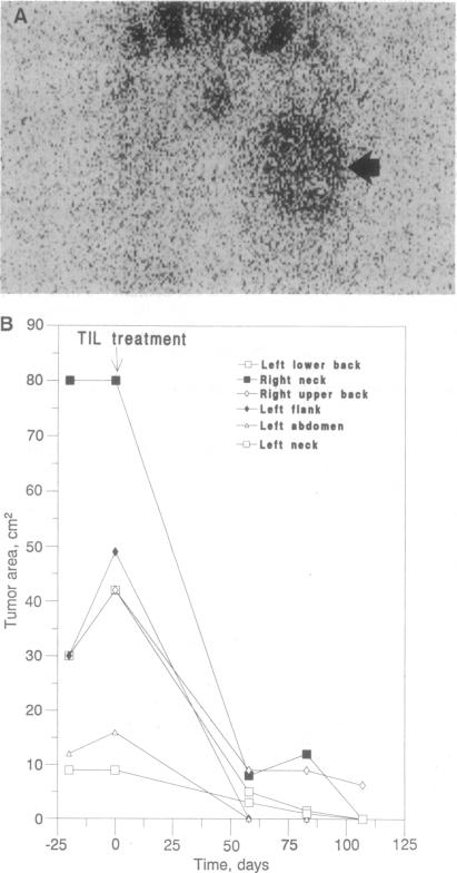 graphic file with name pnas01136-0217-a.jpg