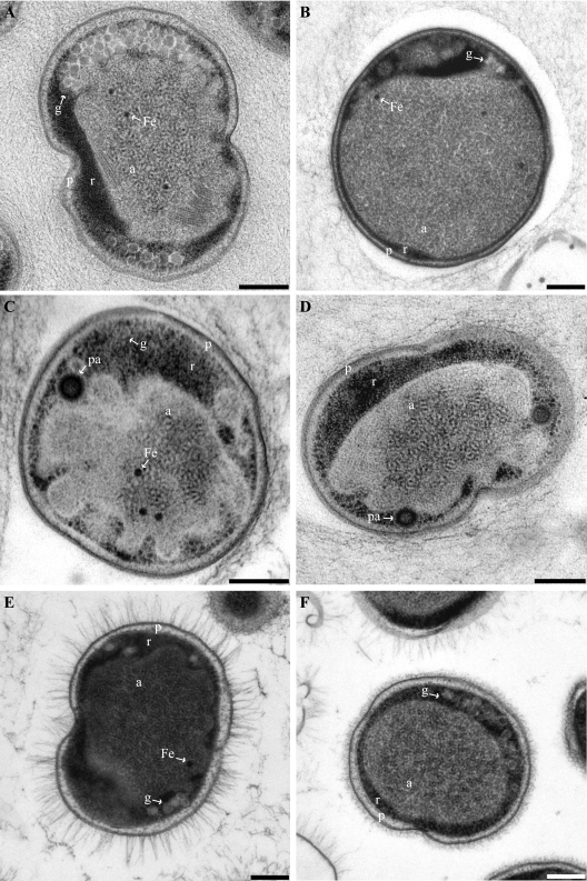 FIG. 2.