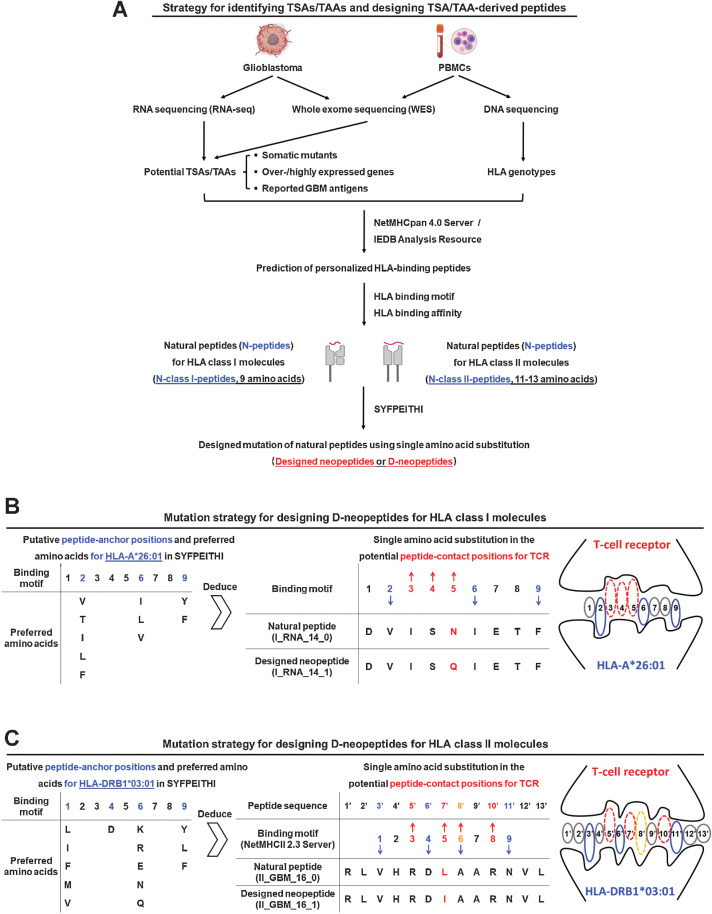 Figure 1. Strategy for predicting TSA/TAA-derived peptides and for designing D-neopeptides by mutations of peptide-to-TCR contact positions. A, Cells of the primary GBM and PBMCs were collected for WES to identify somatic mutants in the tumor, which were considered as TSAs. Primary GBM tissue was also used for RNA-seq to identify overexpressed/highly expressed genes in the tumor, which were considered as TAAs. PBMCs were used for DNA sequencing to identify the HLA genotype of the patient. HLA binding was predicted for TSA/TAA-associated peptides from somatic mutants, overexpressed/highly expressed molecules, and reported GBM antigens using NetMHCpan 4.0 Server and IEDB Analysis Resource and for the patient's HLA class I and II molecules. A total of 78 N-peptides, including N-class I-peptides and N-peptides with 11–13 AAs for HLA class II molecules (N-class II-peptides), were selected on the basis of predicted HLA binding affinities. Designed mutations with the intent to increase the stimulatory strength of N-peptides by single AA substitutions of putative peptide-to-TCR contact positions for TCR were introduced. These are referred to as D-neopeptides. A total of 175 peptides, including N-peptides (n = 78) and D-neopeptides (n = 97), were selected as the peptide library for preparing vaccine peptide cocktails. B, Mutation strategy for designing D-neopeptides for HLA class I molecules (D-class I-neopeptide). Using HLA-A*26:01 as an example, putative peptide-anchor positions 2, 6, and 9 as well as preferred AAs for HLA-A*26:01 are reported in the database of SYFPEITHI, which means that other positions, in particular positions 3, 4, and 5, are potential peptide-to-TCR contact positions. Conservative or nonconservative AA substitutions were implemented in one of these positions for each N-class I-peptides. C, Mutation strategy for designing D-neopeptides for HLA class II molecules (D-class II-neopeptide). The strategy is similar to designing D-class I-neopeptides; however, before analyzing the peptide-anchor/contact positions for HLA/TCR, the 9 AA binding motifs of N-class II-peptides were analyzed using NetMHCII 2.3 Server and/or SYFPHEITI.