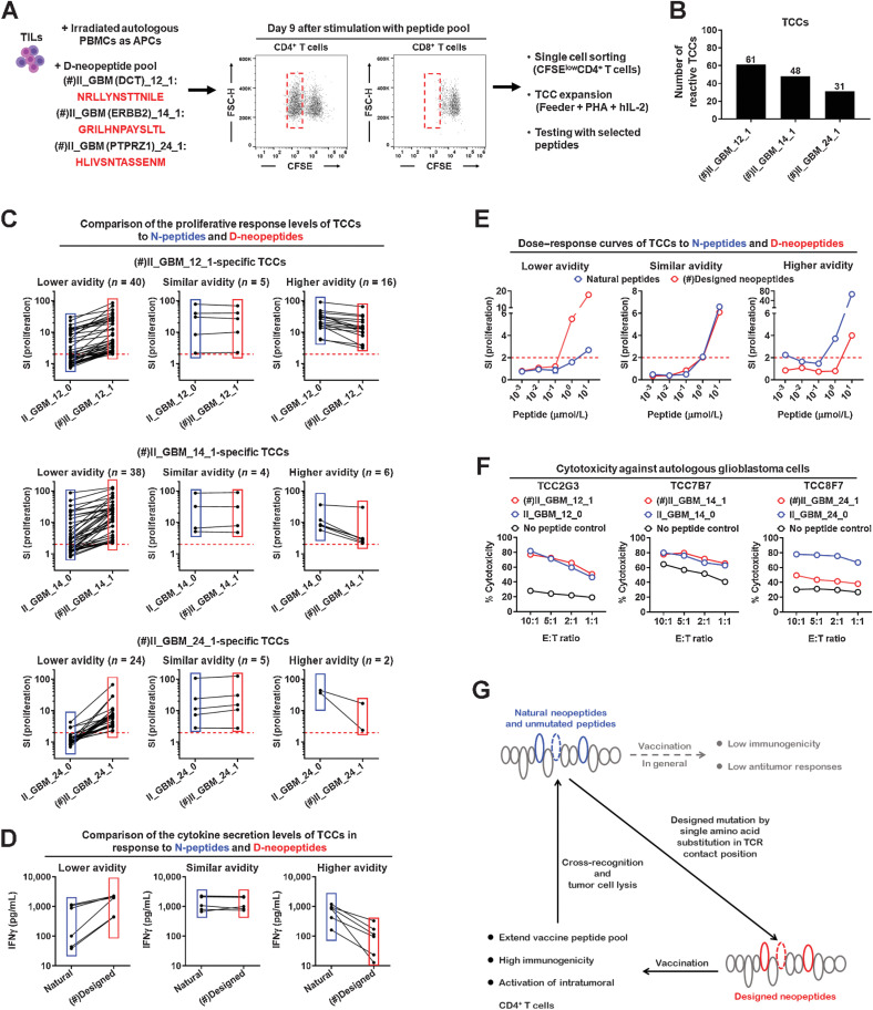 Figure 6. D-neopeptide–specific CD4+ T cells cross-react with the corresponding N-peptides. A, Procedure of generating D-class II-neopeptide-specific CD4+ TCCs. B, CD4+ TCCs were stimulated with 5 of the indicated individual peptides for 3 days, and then proliferation was measured by 3H-thymidine incorporation assay. Number of CD4+ TCCs responding to II_GBM_14_1, II_GBM_12_1, or II_GBM_24_1. C–E, CD4+ TCCs were stimulated with 5 of the indicated individual peptides for 3 days. Three replicate wells were tested for proliferation, and responses were depicted as SI. Three different patterns of cross-reactivity between N-peptides and D-neopeptides for CD4+ TCCs: CD4+ TCCs with lower avidity for N-peptides as compared with D-neopeptides (lower avidity); CD4+ TCCs with similar avidity for N-peptides and D-neopeptides (similar avidity); and CD4+ TCCs with higher avidity for N-peptides as compared with D-neopeptides (higher avidity) (C). Concentrations of IFNγ in the supernatant were detected by ELISA (D). Dose–response curves of CD4+ TCCs to N-peptides and D-neopeptides (E). F, Comparison of the cytotoxicity of CD4+ TCCs to tumor cells after stimulation with N-peptides or D-neopeptides for 4 days. Three replicate wells were set up for each condition. G, Working model of how designed D-neopeptides elicit cross-reactive CD4+ T cells that also respond to the natural neopeptides and unmutated N-peptides and mediate tumor cell lysis. (#) indicates the peptide that was used in the first to fourth vaccinations.