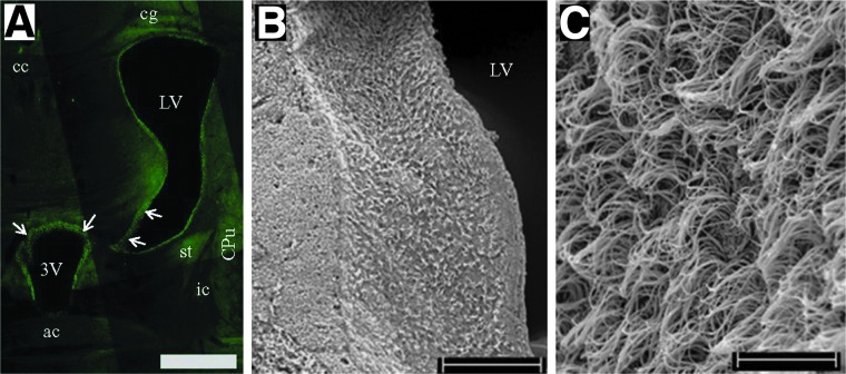 FIG. 1.