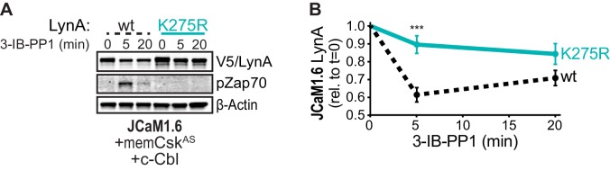 Figure 6—figure supplement 1.