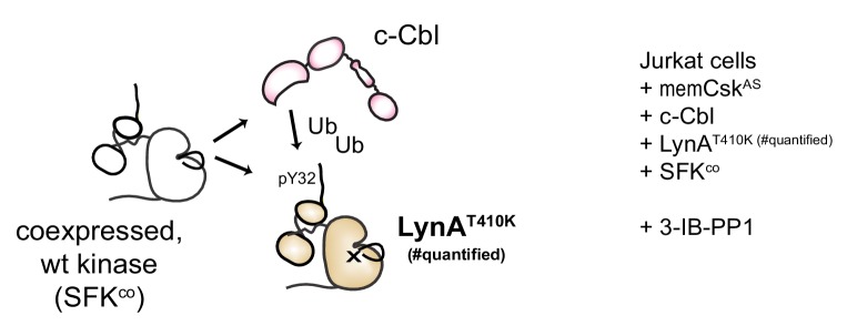 Figure 7—figure supplement 1.