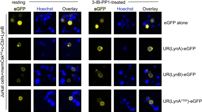 Figure 3—figure supplement 1.