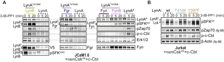 Figure 7—figure supplement 2.