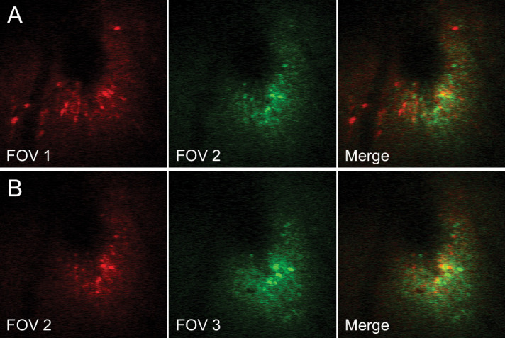 Figure 1—figure supplement 2.