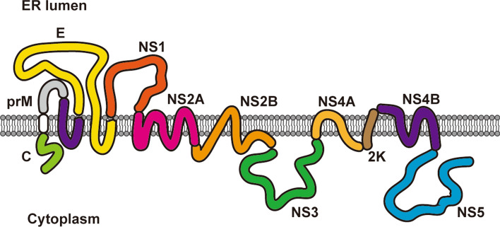 Fig. 3