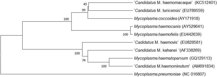 Fig 1