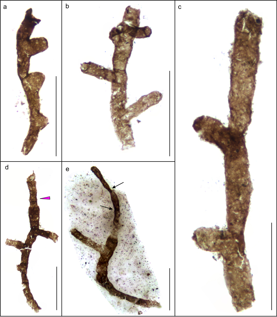 Extended Data Fig. 6