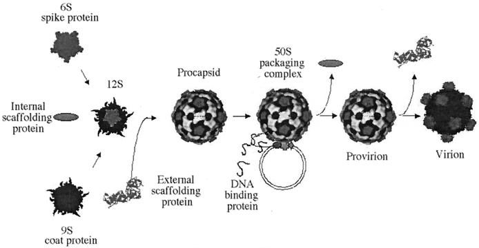 FIG.1.