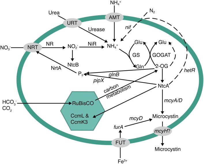 Figure 5