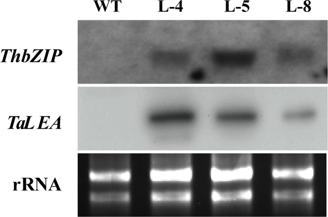 Fig 3