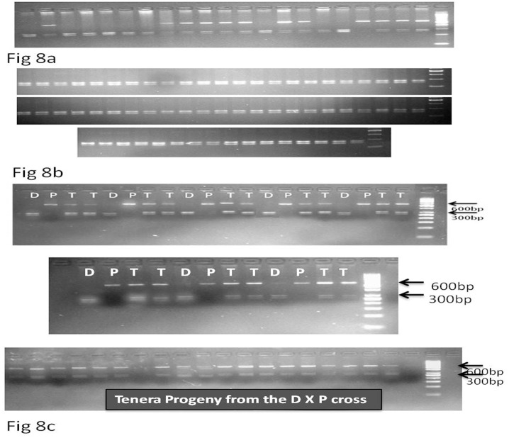 Fig 8